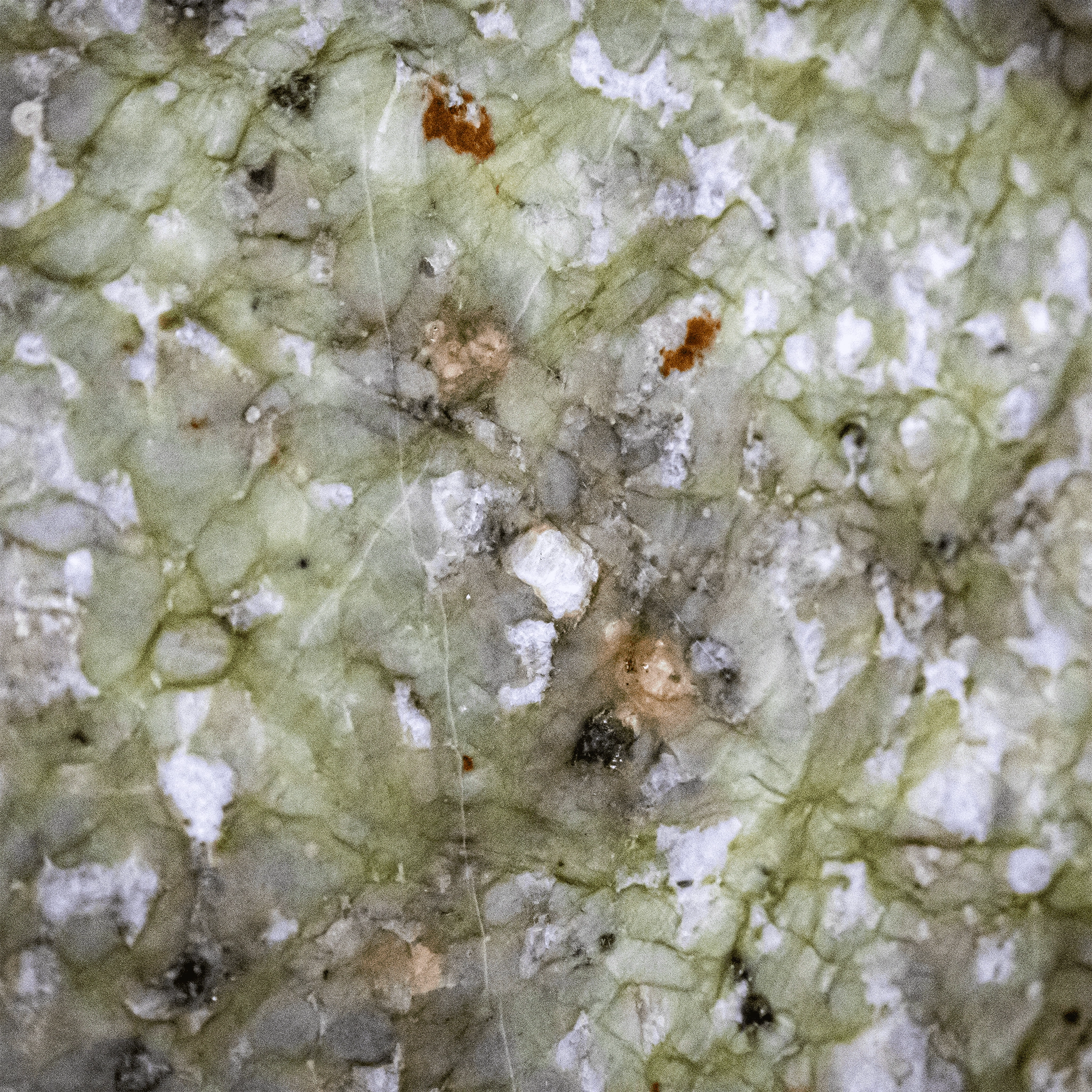 Robinia Star Robinia Star