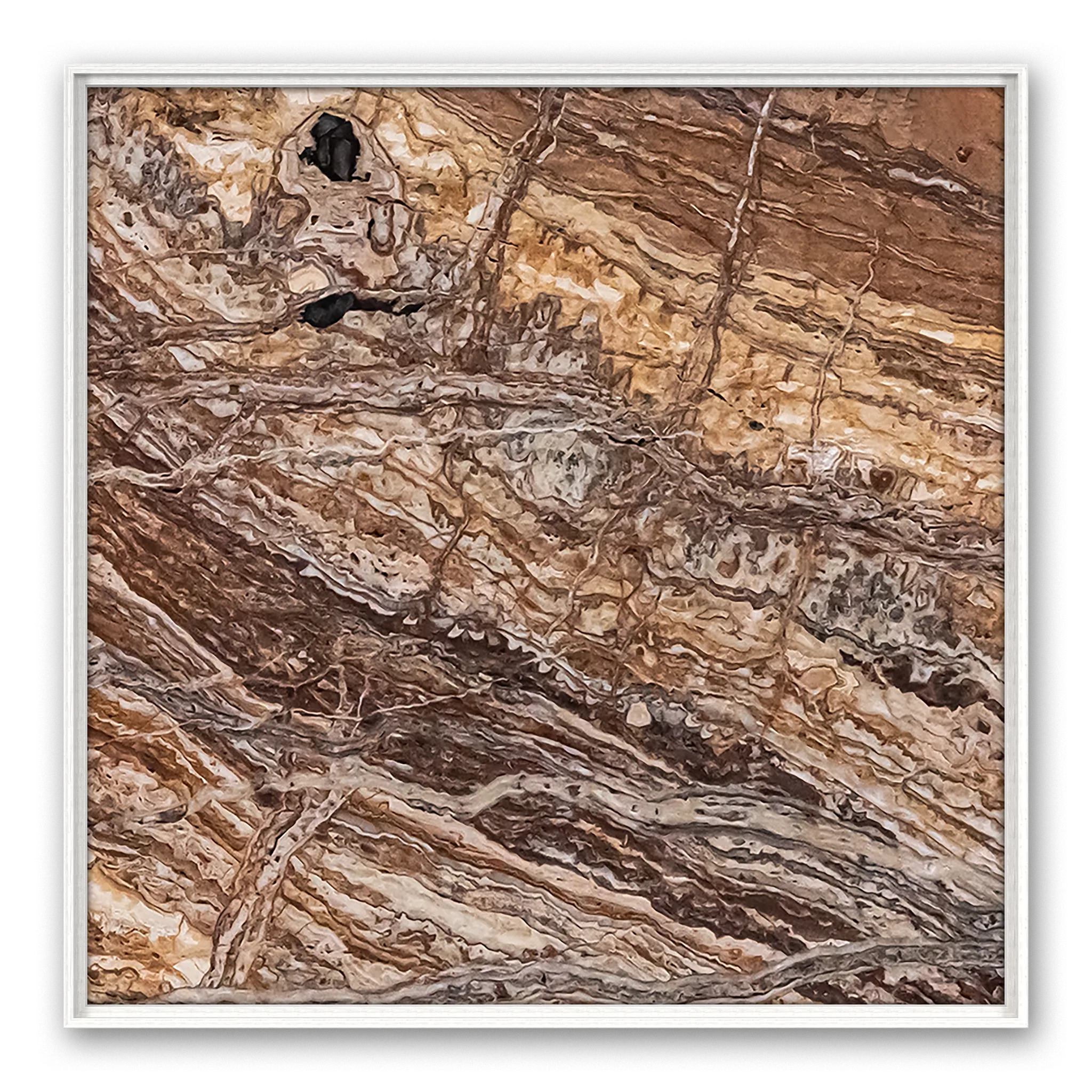 Venosa Black Eye