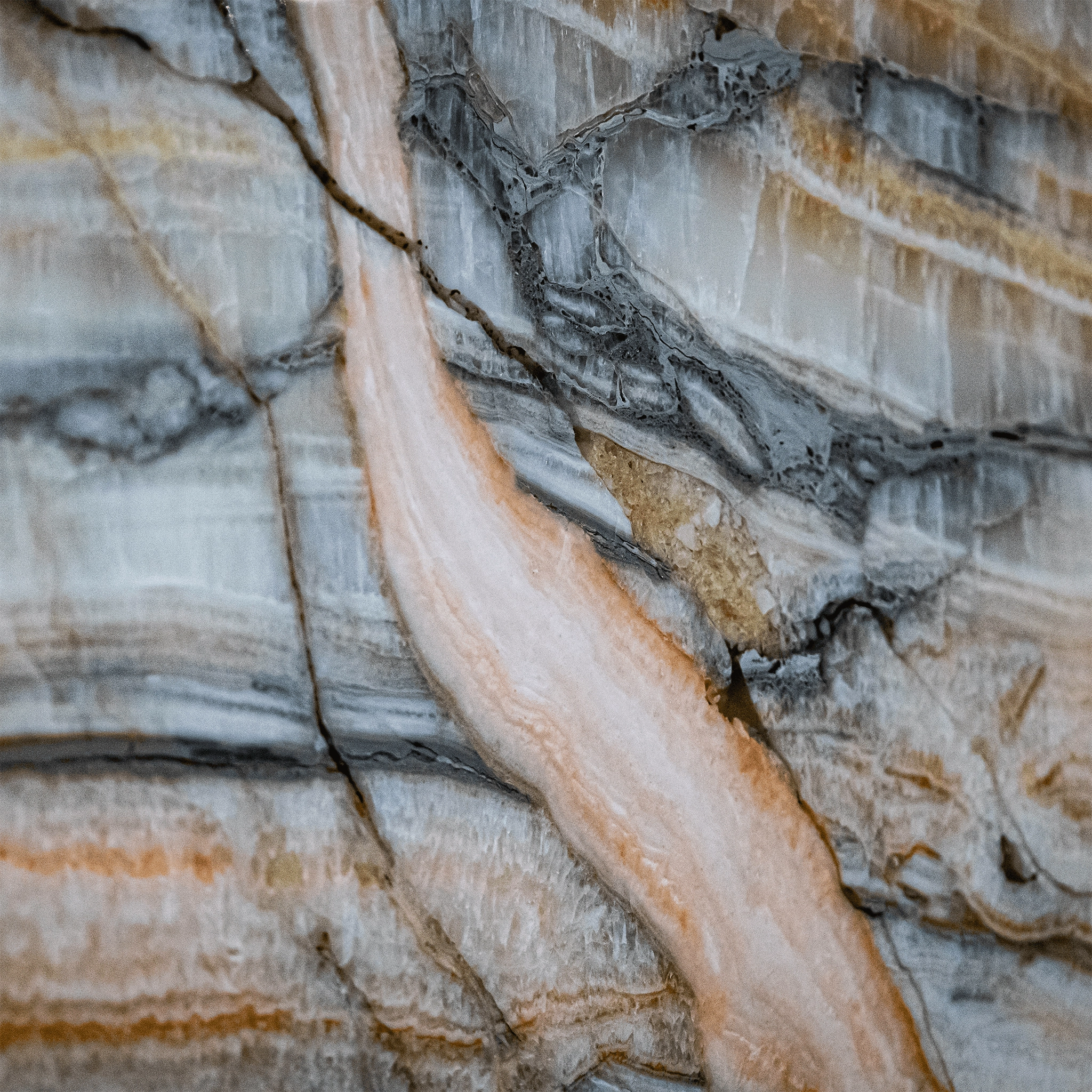 Mountain Grewia