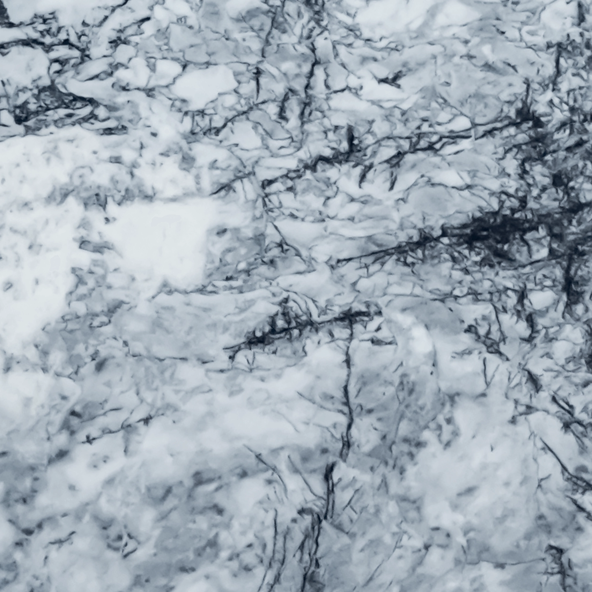 Arctic Forest
