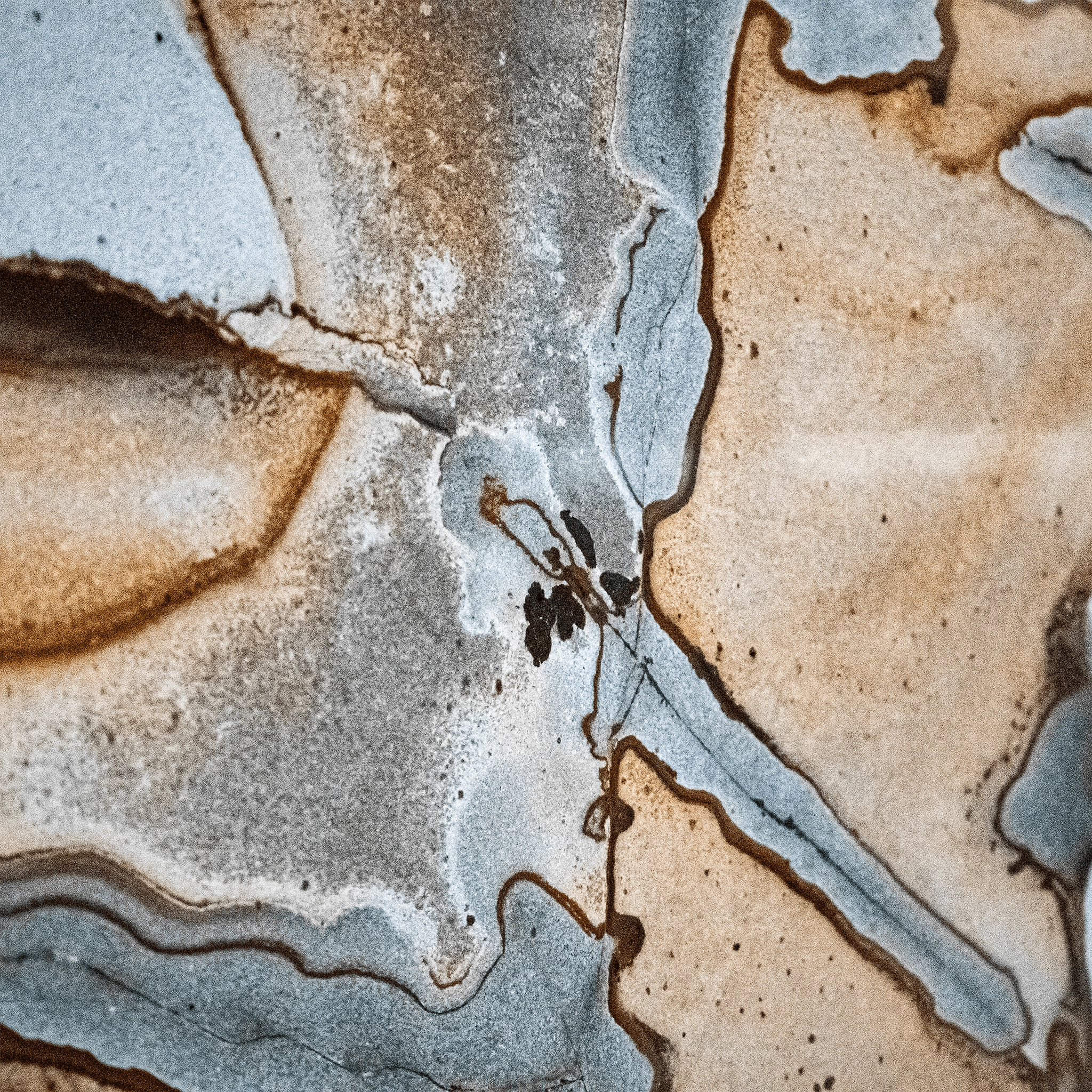 Turtle Moon Turtle Moon