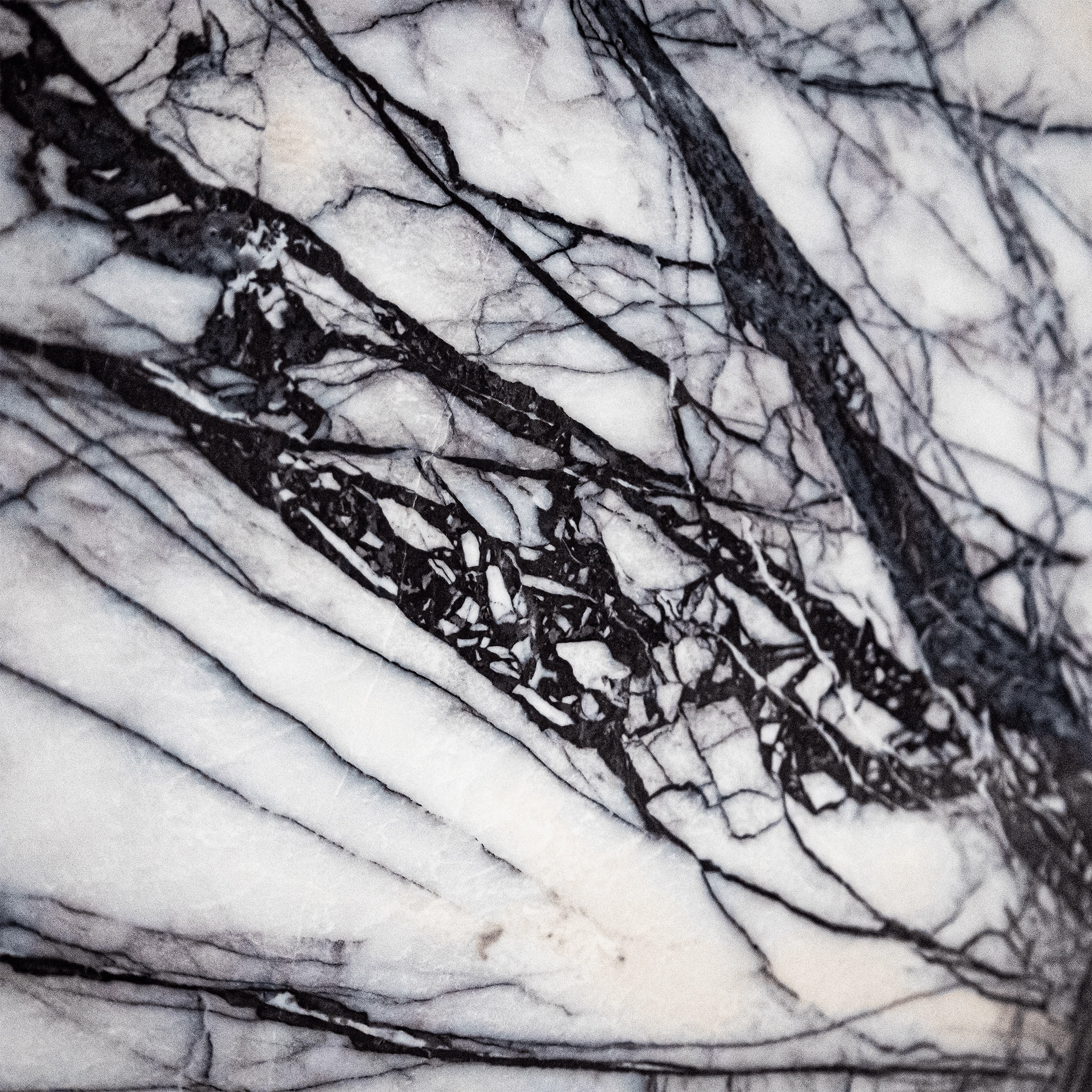 Lilium Ice