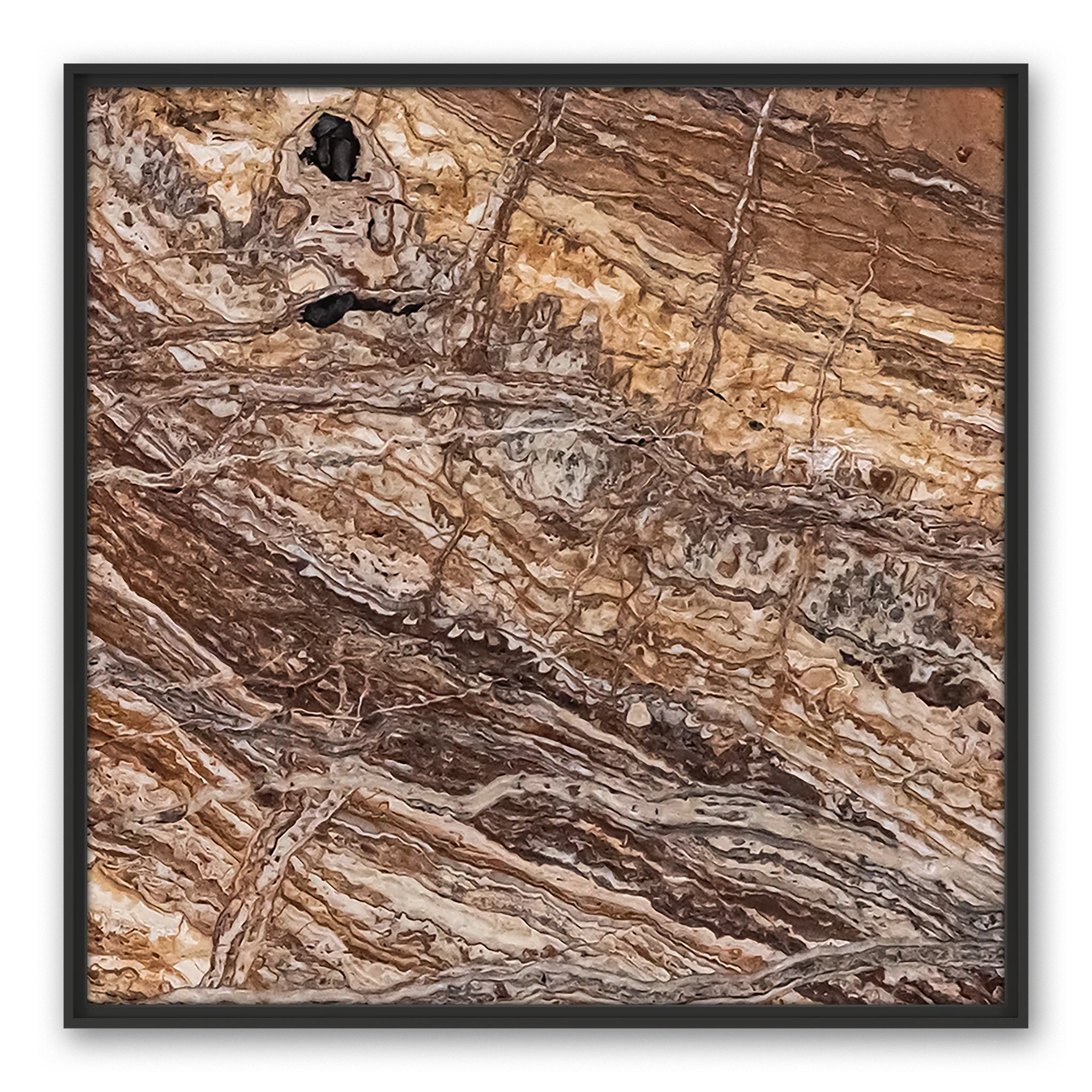 Venosa Black Eye
