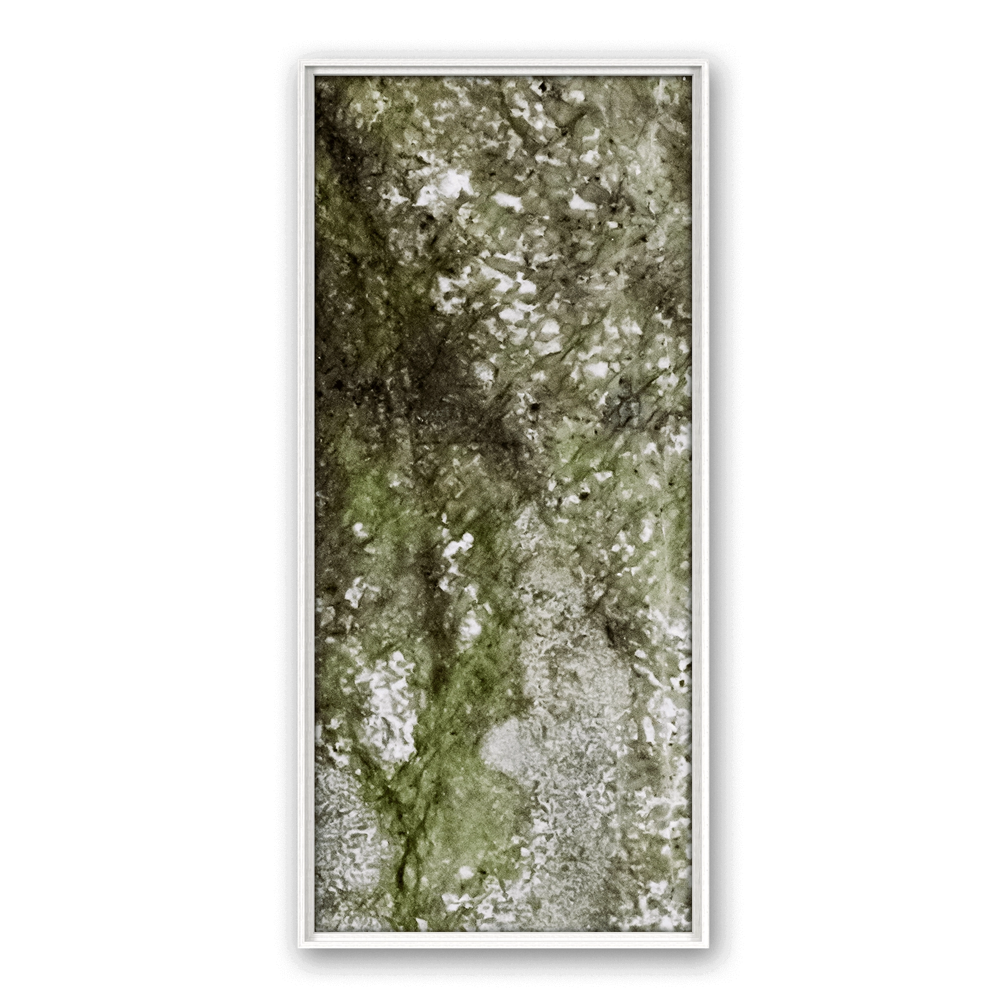 Robinia Star Robinia Star