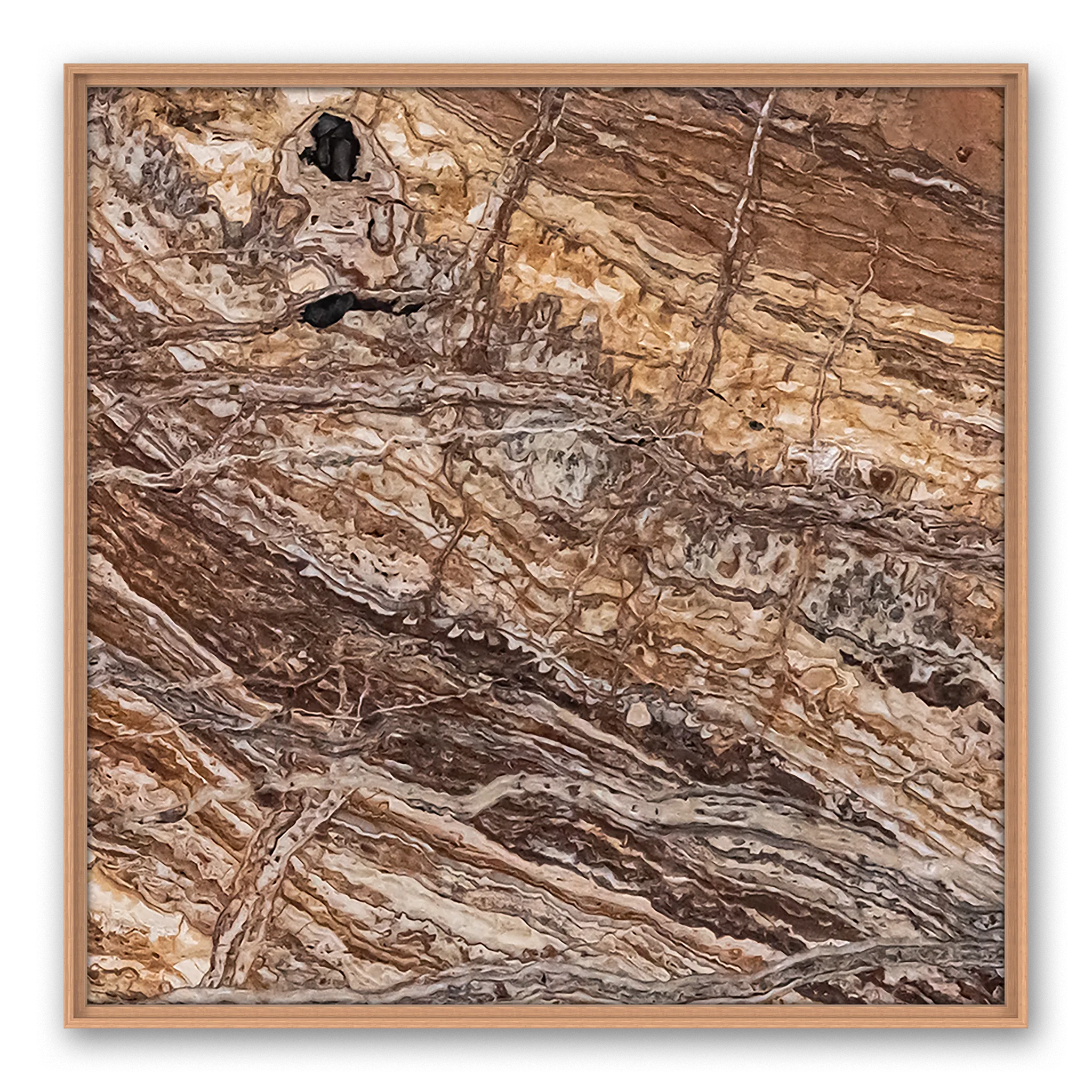 Venosa Black Eye