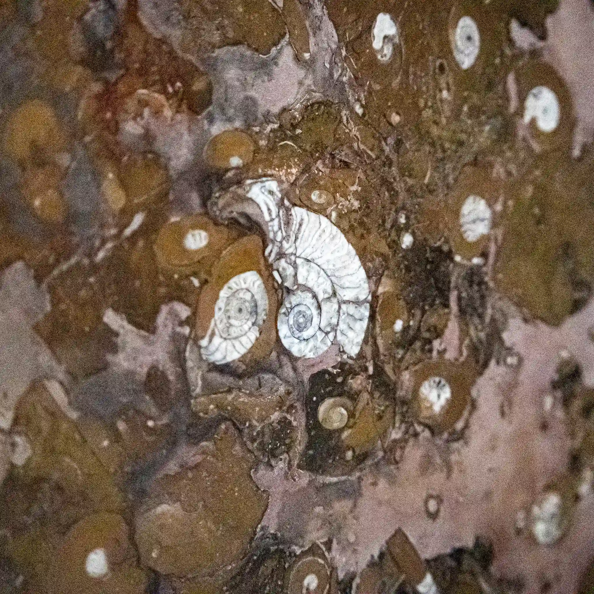 Tempus Innumerabile