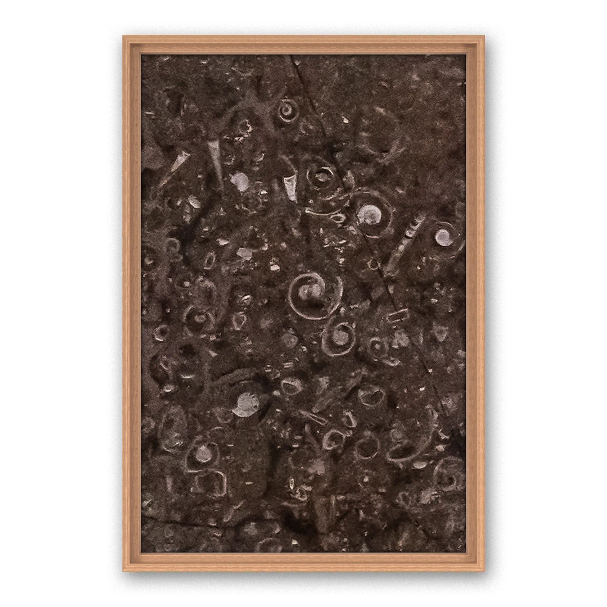 Tempus Seashell