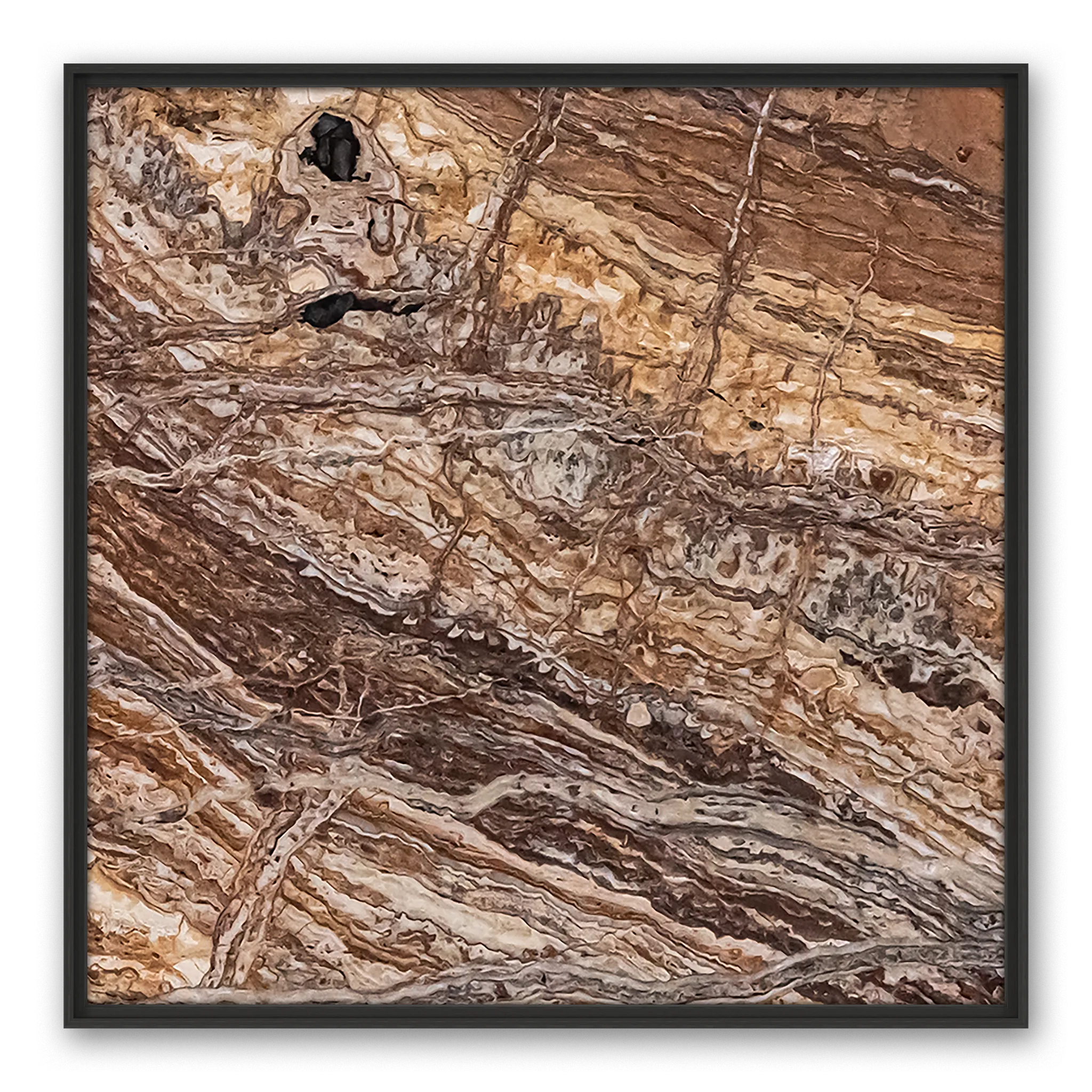 Venosa Black Eye