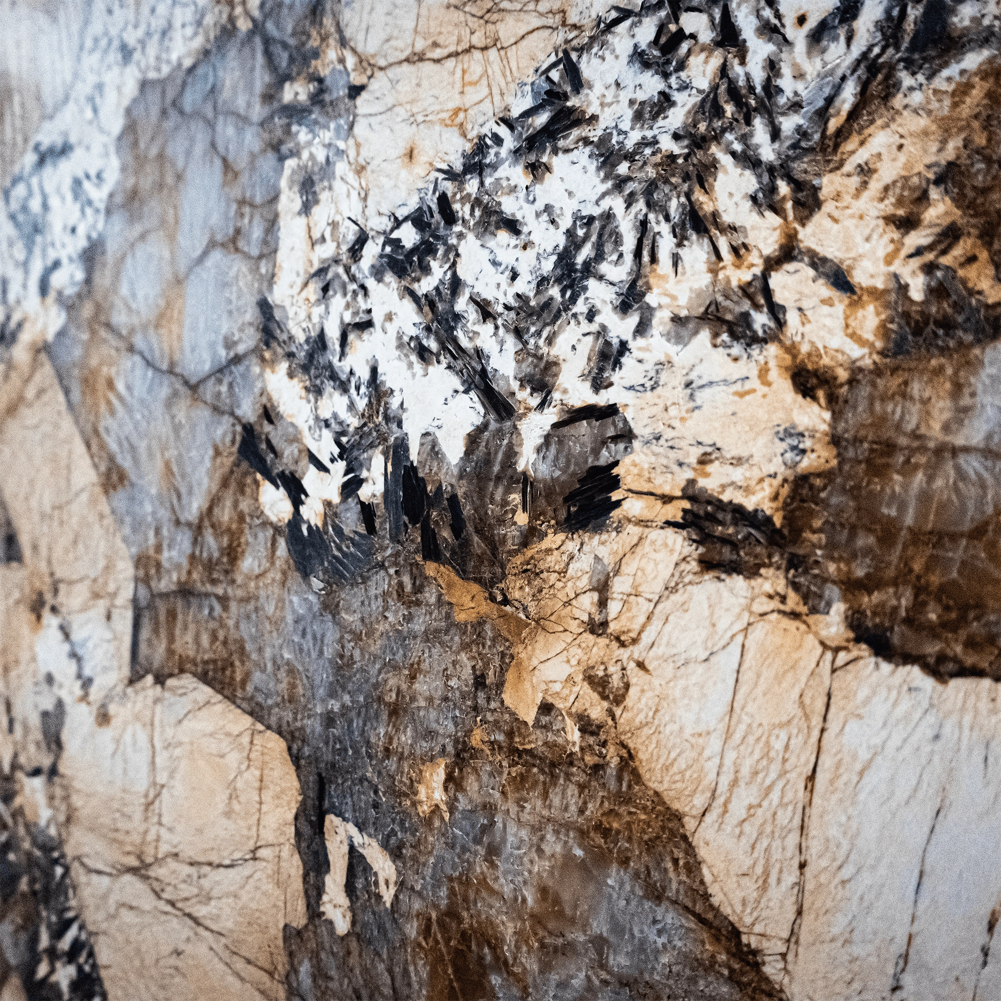 Mandus Orion Mandus Orion